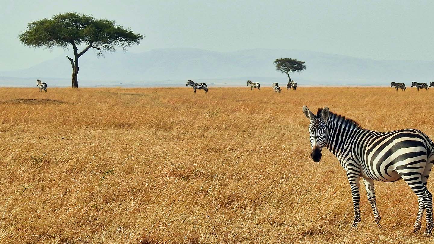Expedition to Africa